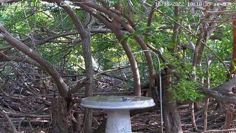 Black-and-white Warbler bath