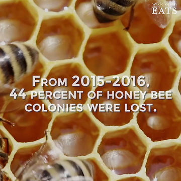 The Honey Bees Are Disappearing