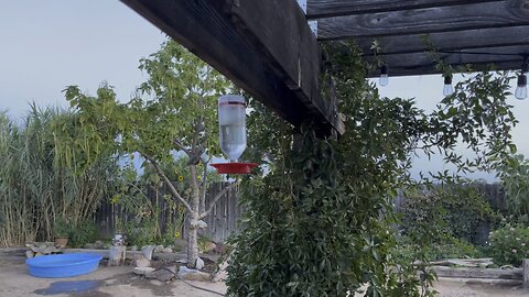 Hummingbirds making nice finally