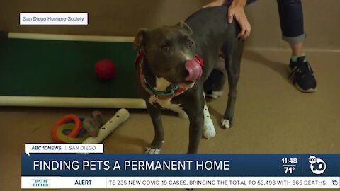 Pet of the Week: Radar