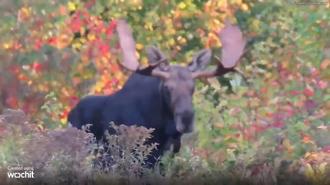 Moose Spotted During Fall Foliage Drive Through Western Maine