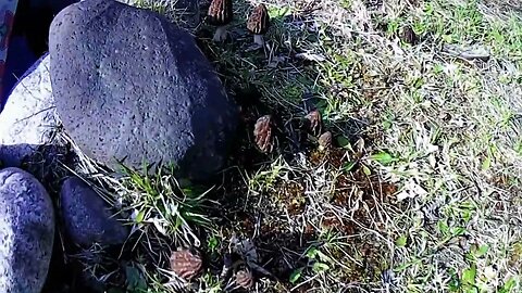 Wild Morel Mushroom Find!!