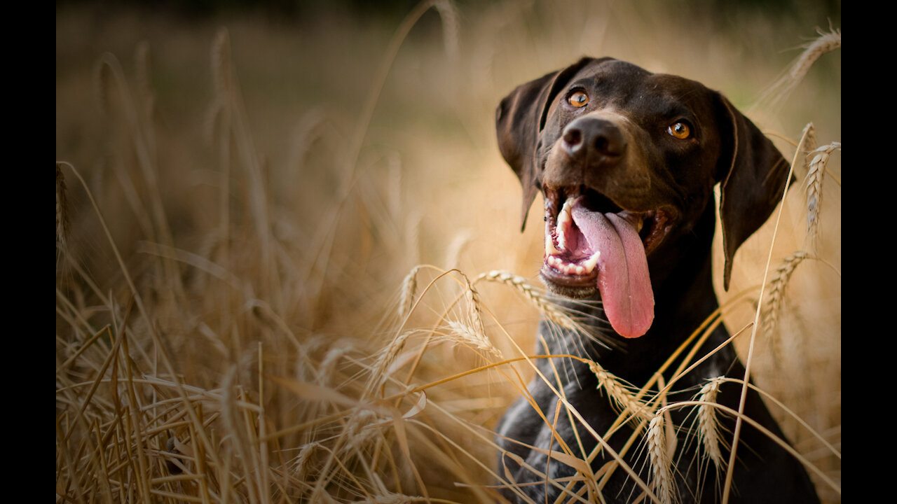 Guard Dog Training Step by Step