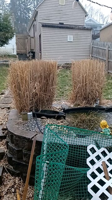 The following day, after the government crop dusting