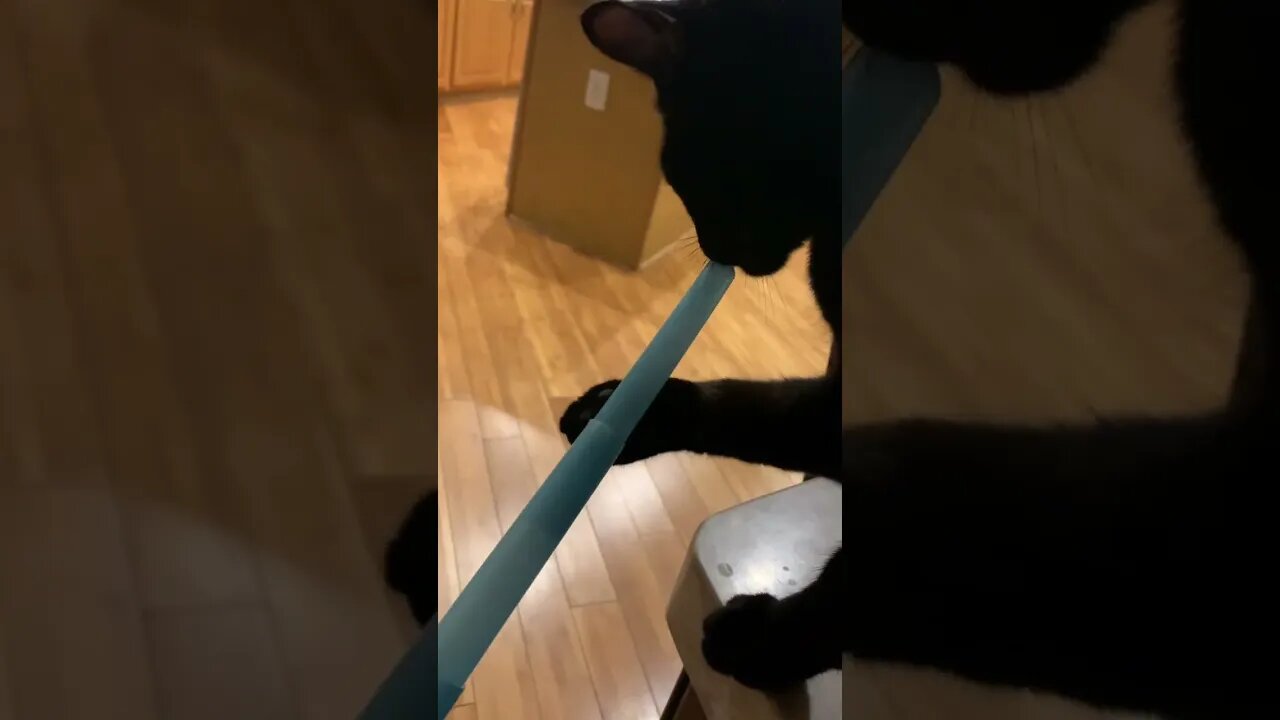 Late May the 4th Cat Celebration