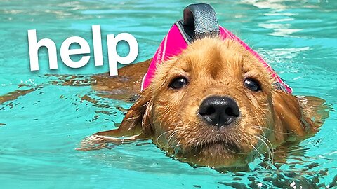 Puppy Learns to Swim for the First Time!