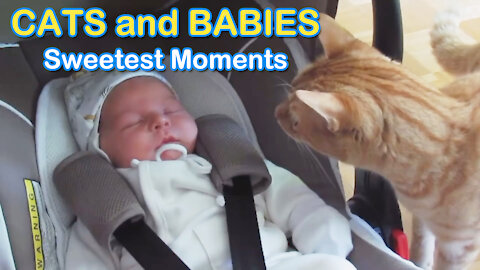 Cats and Babies Sweetest Moments