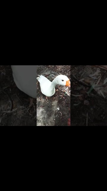 Good morning Ezra 24th November 2022