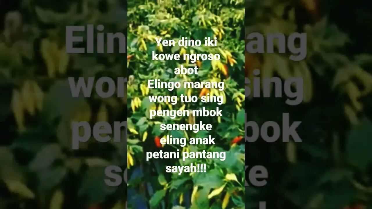Sekali panen 60 juta