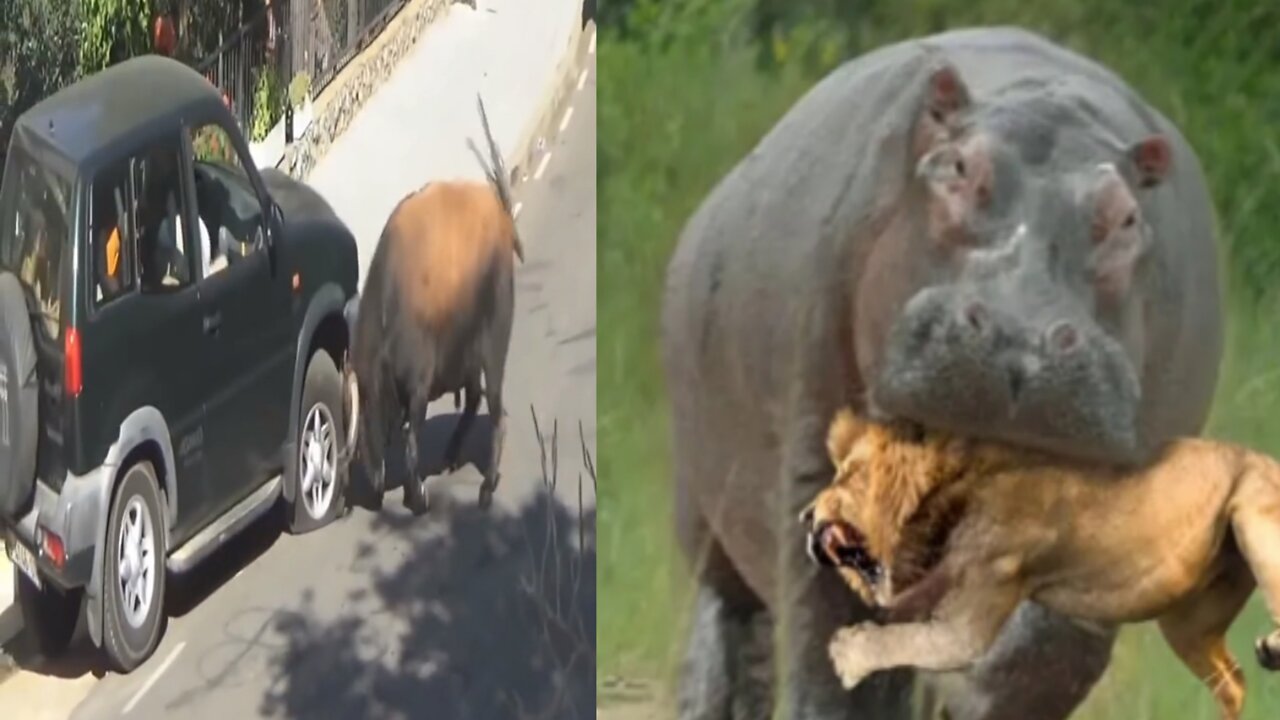 Hippos attack cougar and gazelles being torn apart cute animals 2022