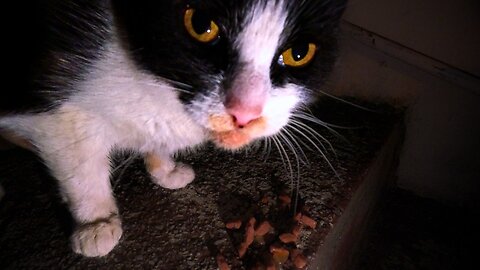 Abandoned Calico’s Late Night Surprise - Feeding Stray Cats