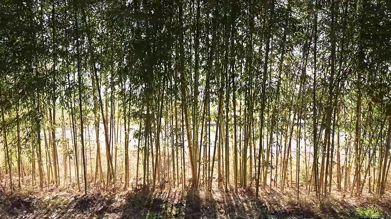 screen of bamboo forest.