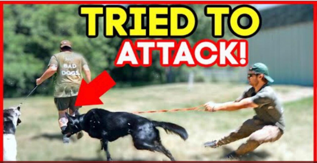 EXTREMELY LEASH AGGRESSIVE GERMAN SHEPHERD TRIES TO ATTACK DOG! (HOLY CRAP!)