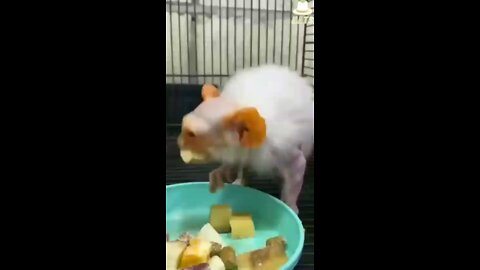 Rat Monkey