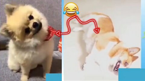 Funny dog🐕‍🦺 🤦‍♂️😂