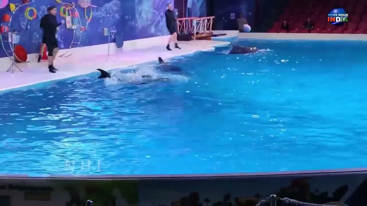 Dolphin Show in Dubai FULL VIDEO | Sea World's Dolphin Show Live