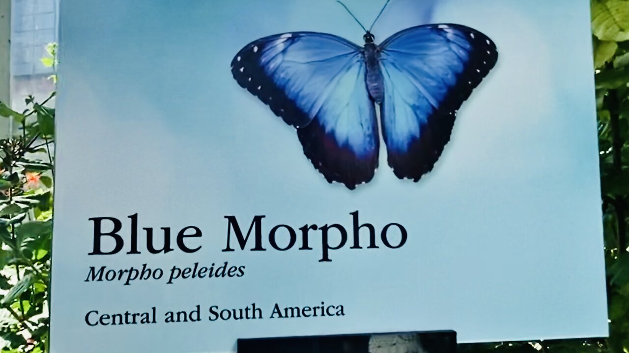 Blue Morpho Butterfly