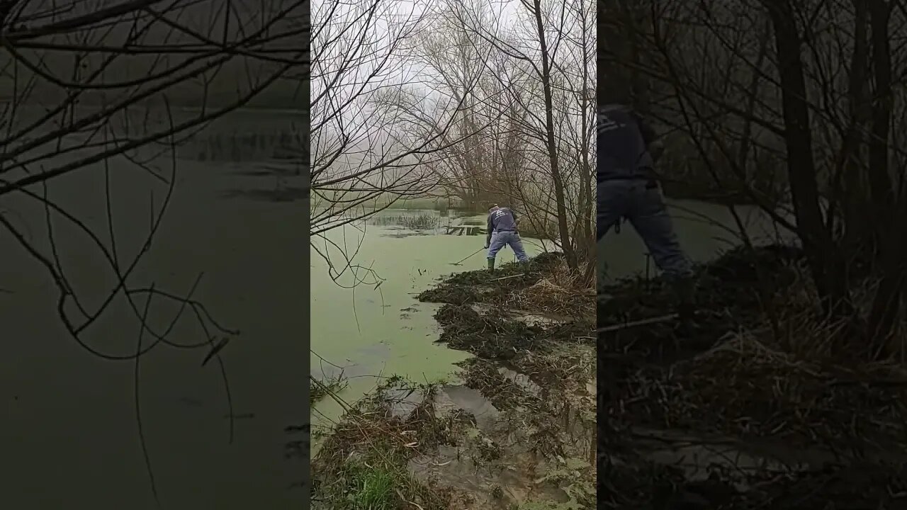 Beaver Trapping