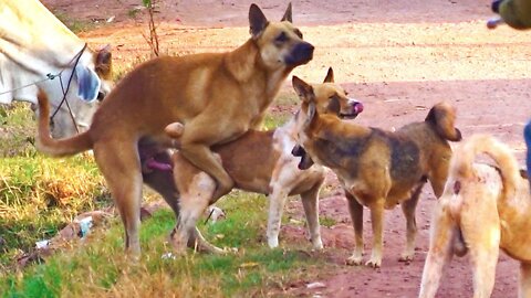 Happy Dogs Free Group Meeting in Summer Season