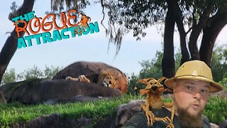 🔴 Live From Animal Kingdom | Rope Drop Vibes