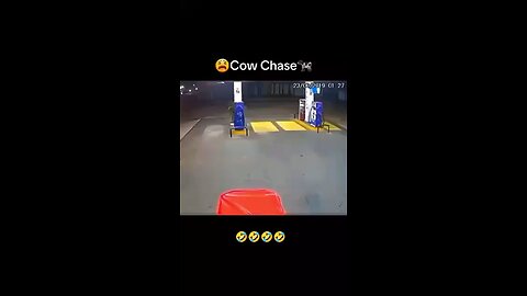 Cow chase funny video😂