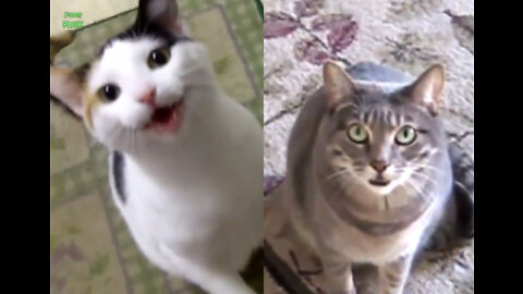 Funny Cats and Kittens Meowing- Compilation