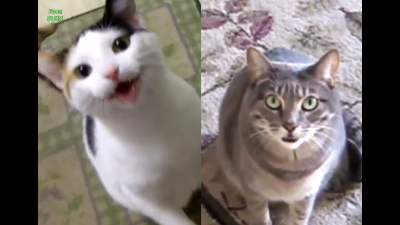 Funny Cats and Kittens Meowing- Compilation