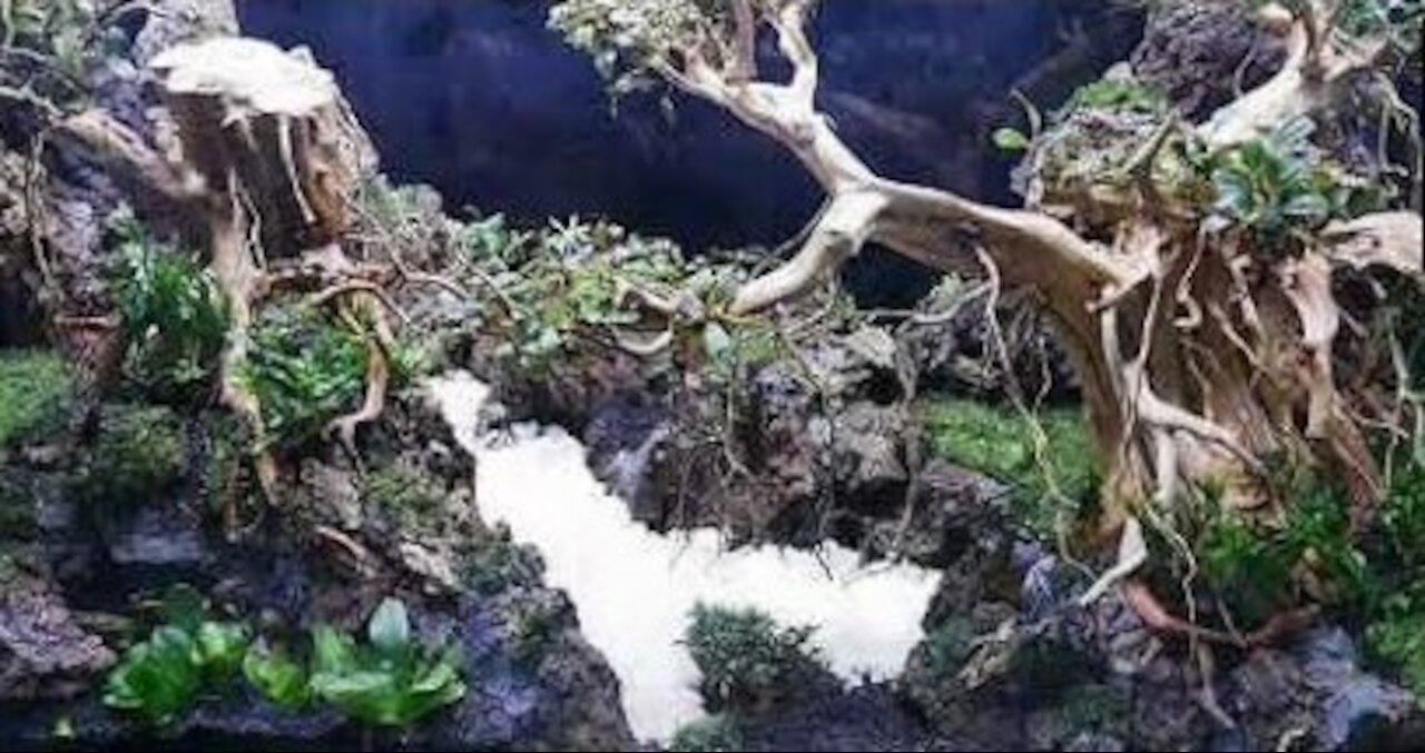 Aquarium Aquascaping Planted tank