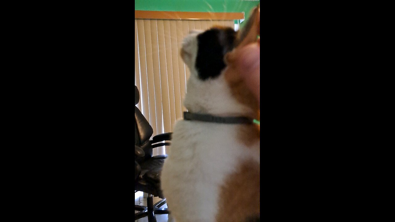 cat getting pets