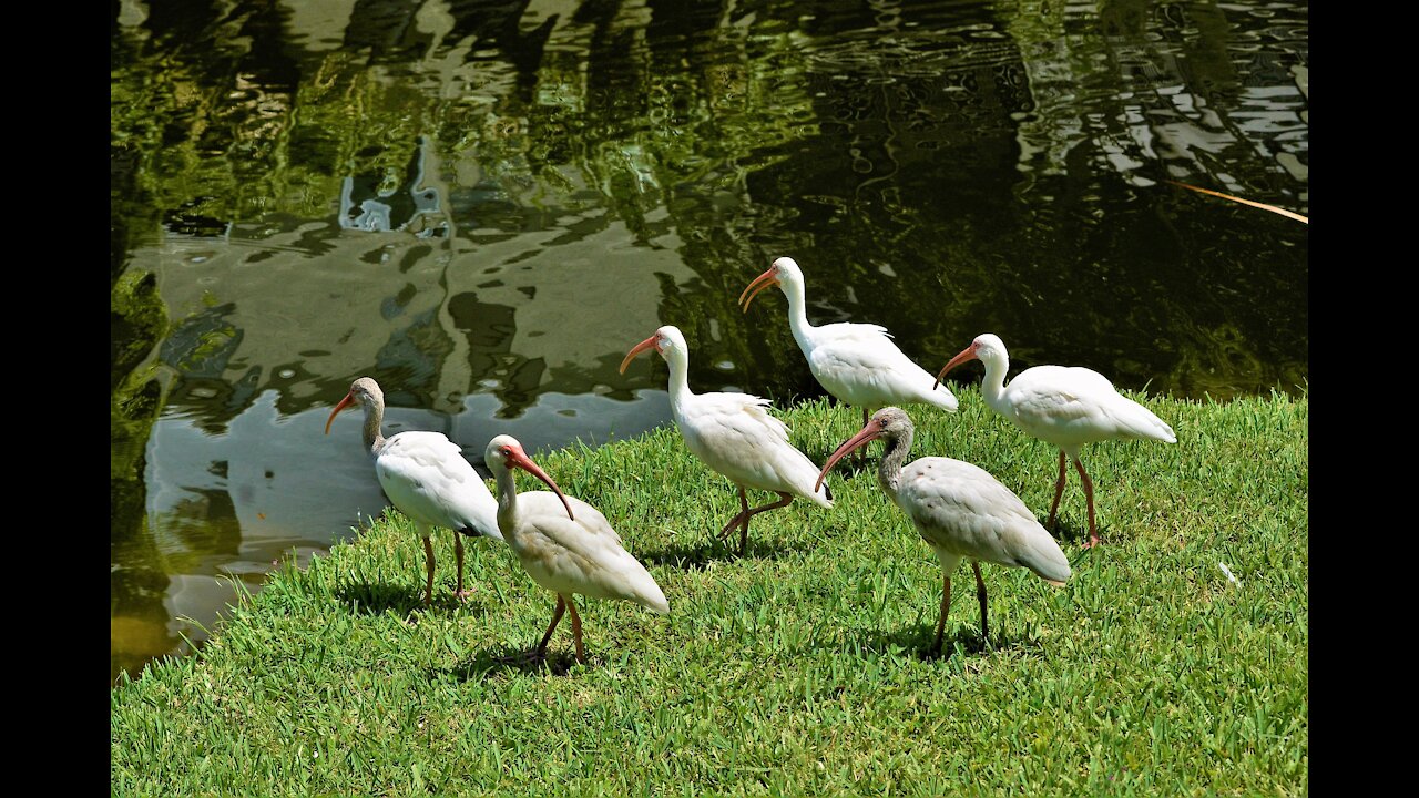 white face ibis