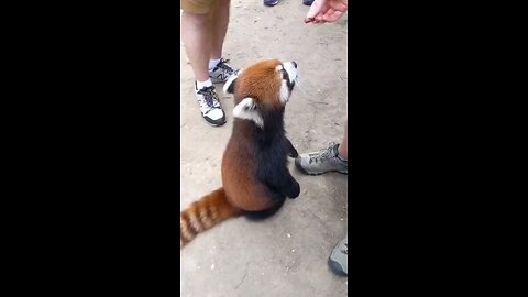 Cute Red Panda (Firefox)