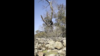 Lion’s Mane Village (Native American)