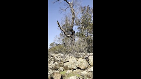 Lion’s Mane Village (Native American)
