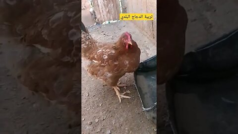 تربية الدجاج البلدي الأسود كيوت روعة مرحبا