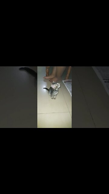 Kitty cat responding to meow . 😻