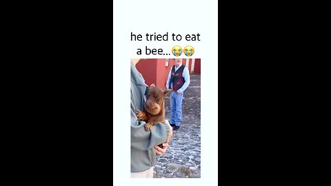 Funny dog videos