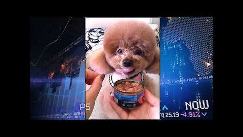 Child Dogs - Cute and Funny Dog Videos Compilation ≻2