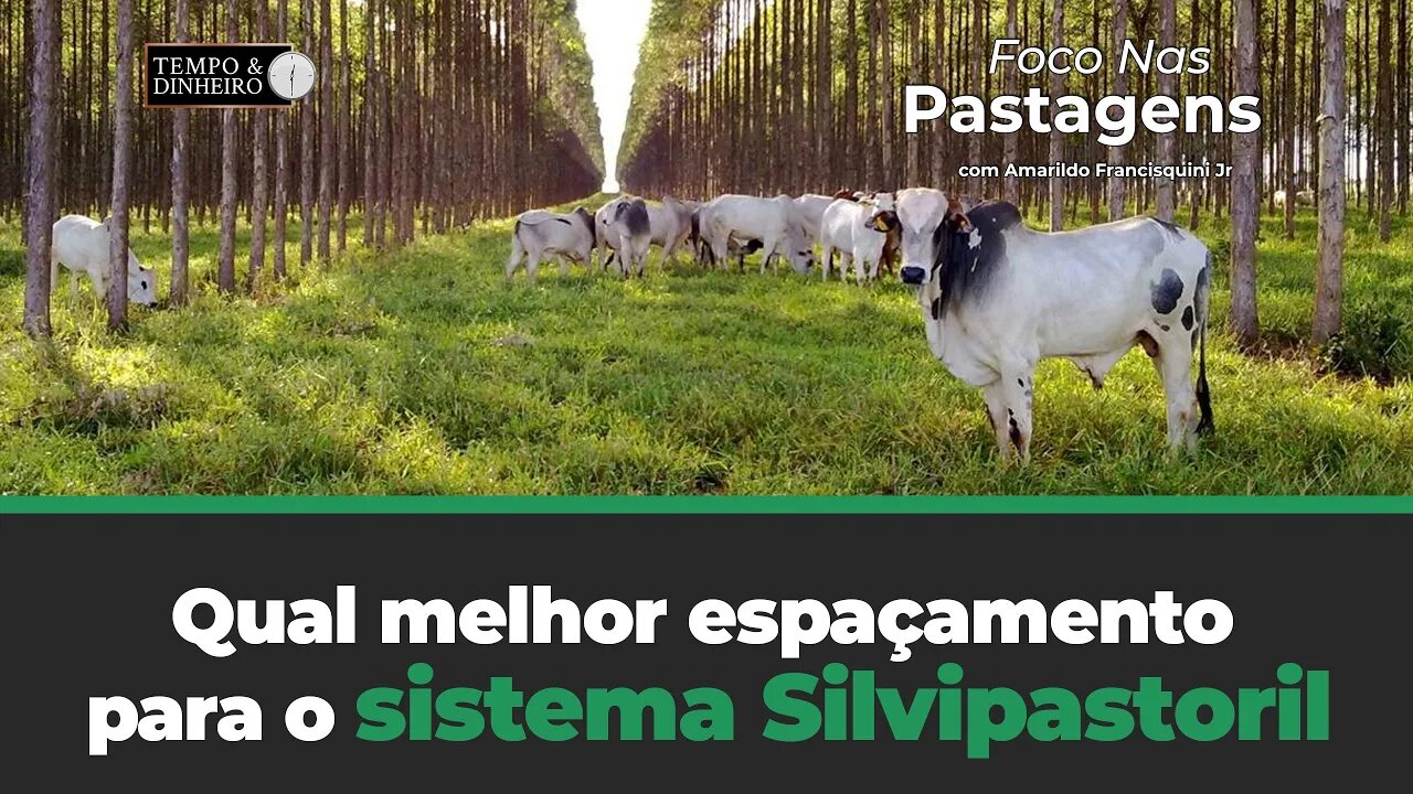 Qual melhor espaçamento, para o sistema Silvipastoril.