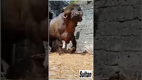 king of Buffalows Sultan #sultan#animals#buffalow#biggest#entertainment#nature