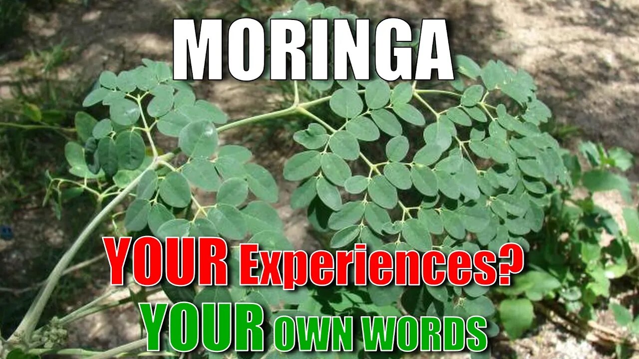 Moringa For Arthritis Treatment - What YOU are Saying | In Your Words | Big Family Homestead 01/23