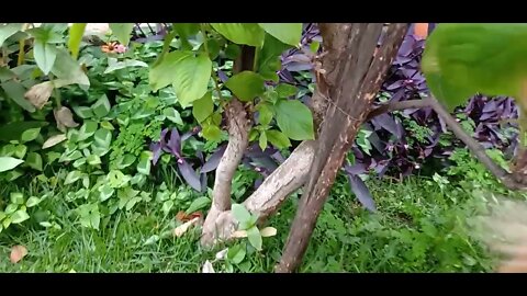 #dogshow , #animals , #dogs , #shorts