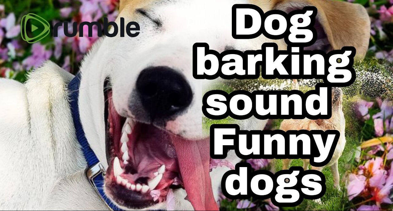 TOP 10 dog barking videos compilation 2016 ♥ Dog barking sound - Funny dogs