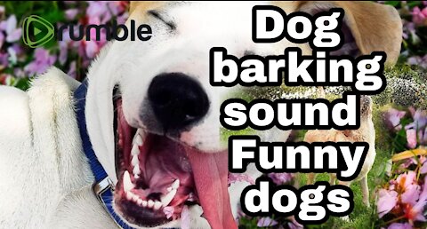 TOP 10 dog barking videos compilation 2016 ♥ Dog barking sound - Funny dogs