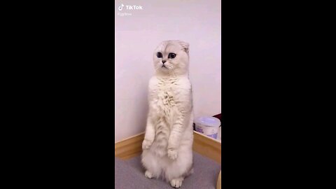 FUNNY VIDEO CAT, Funny