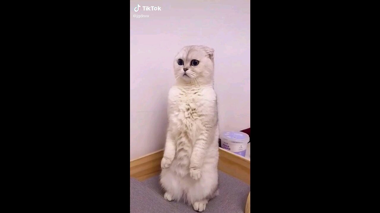 FUNNY VIDEO CAT, Funny