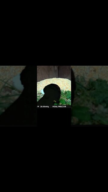 Rarely seen 👀 blackbird 🐦 feeding 🥣#cute #funny #animal #nature #wildlife #trailcam #farm #homestead