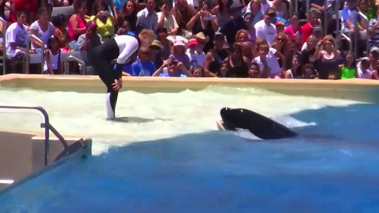 Seaworld SHAMU Killer Whale Show