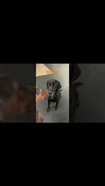 [Shorts 0194] BUTCH [#dogs #doggos #doggies #puppies #dogdaycare #shorts]