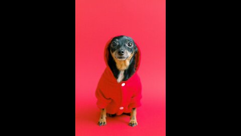 Funny DOG Videos| You Will Laugh At All The Videos