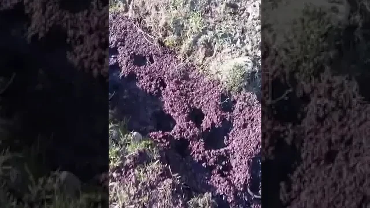 Even The Cows Here Are Alcoholics